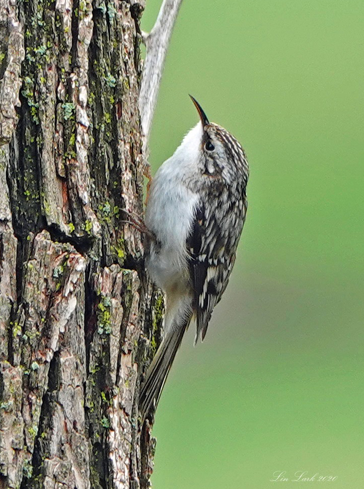 Fastest Creeper in the Midwest Great Bird Pics