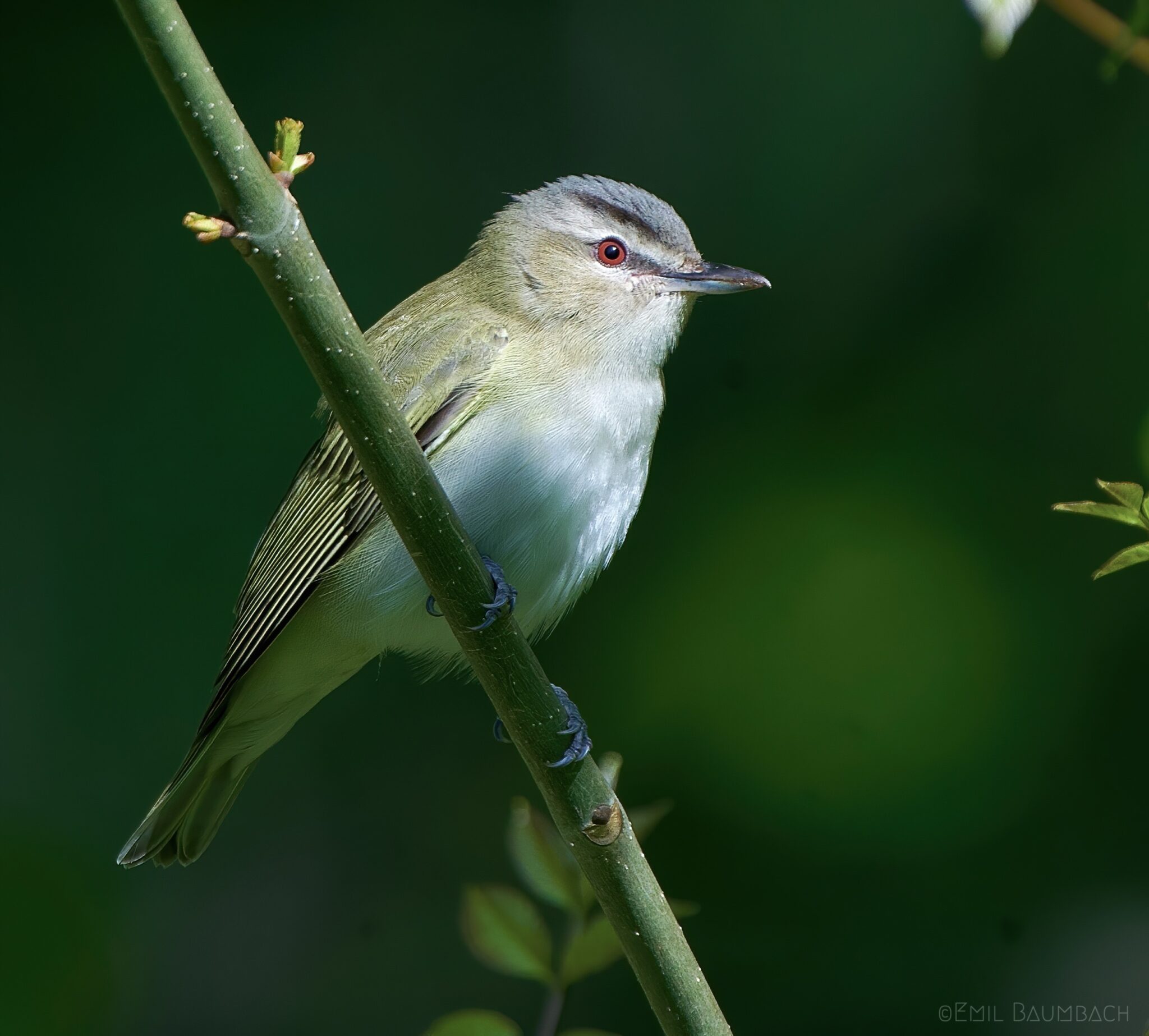 Oh, that Red Eye. | Great Bird Pics