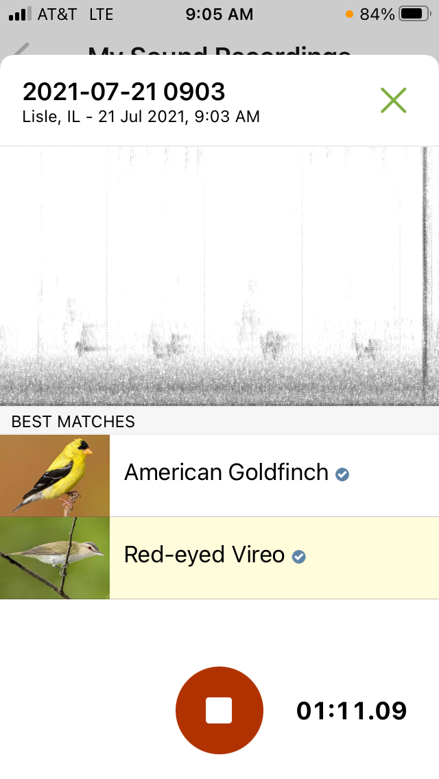 Merlin Sound ID Improves Your Birding Abilities Great Bird Pics