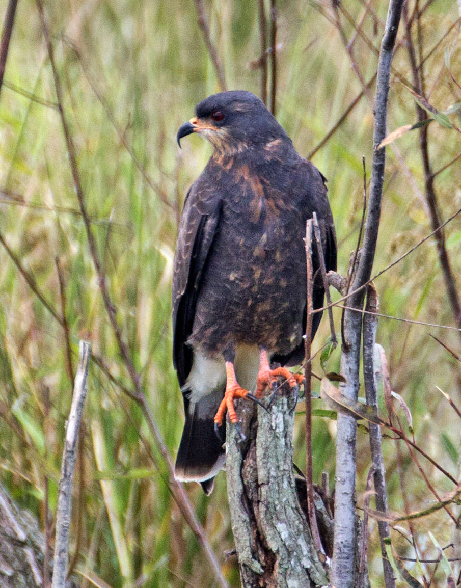 Snail Kite Great Bird Pics