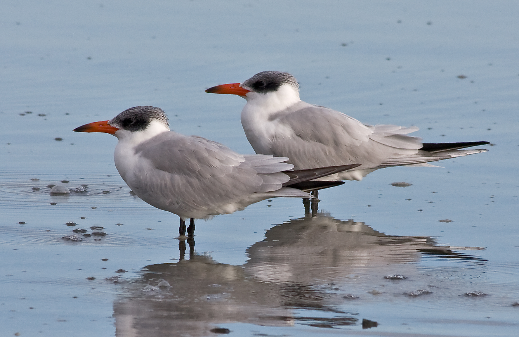 Caspian Tern Great Bird Pics