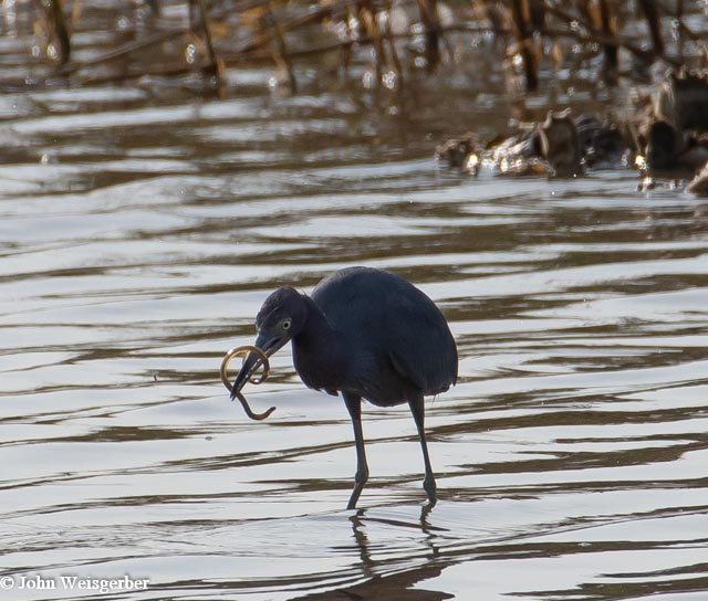 Little Blue Heron feeding Great Bird Pics
