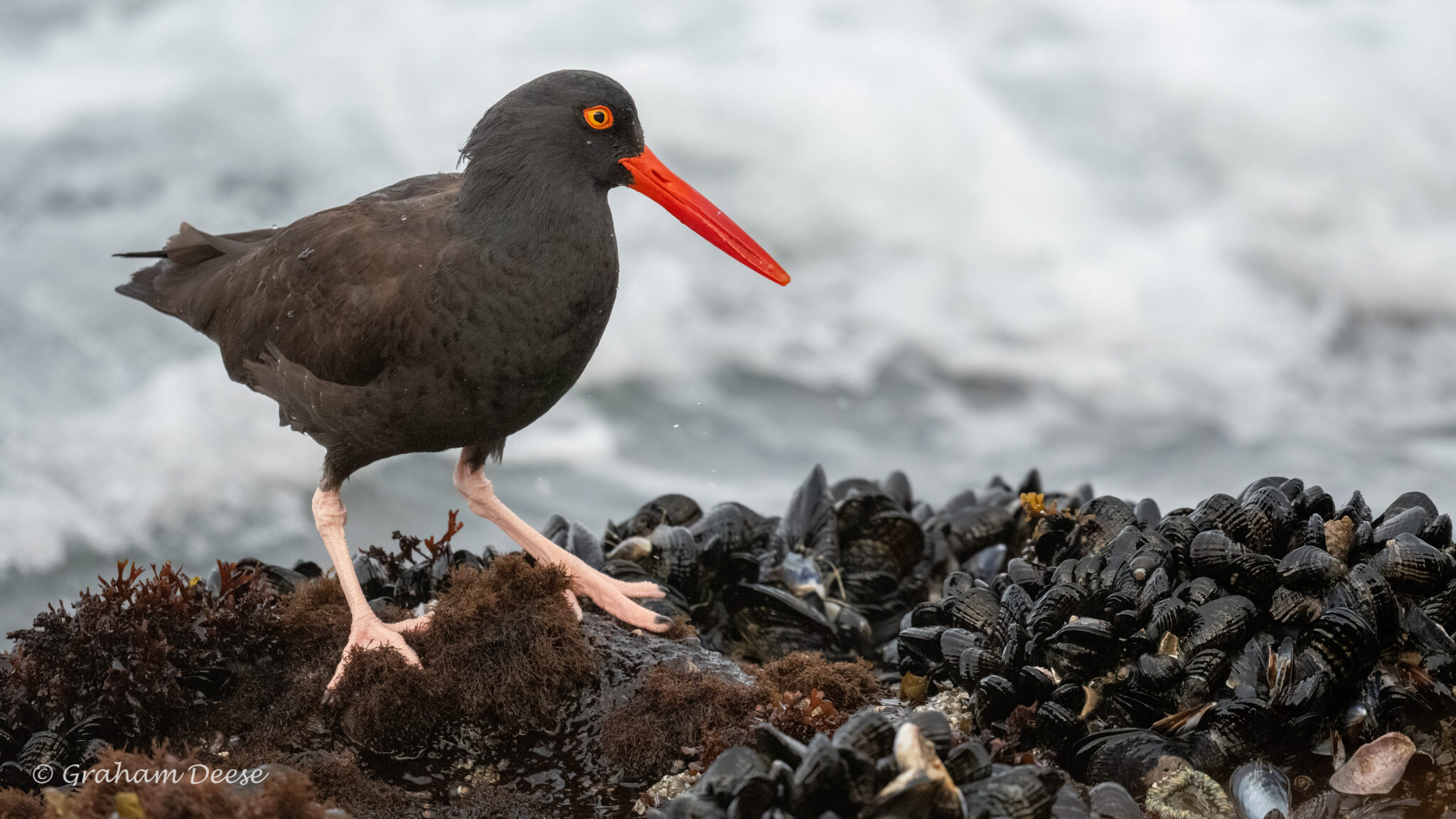 Black Oystercatcher 1 of 4 Great Bird Pics