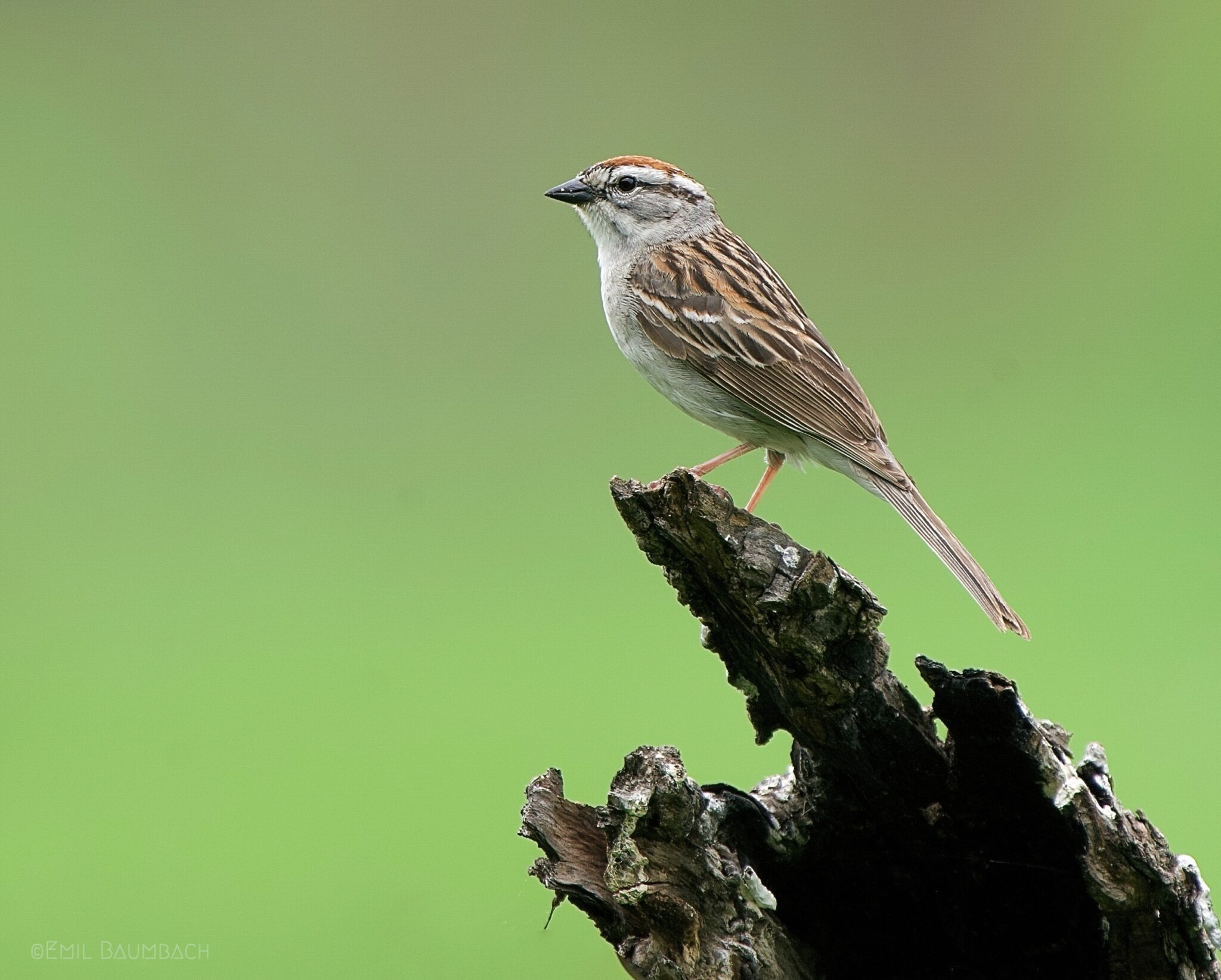 chipping-sparrow-great-bird-pics