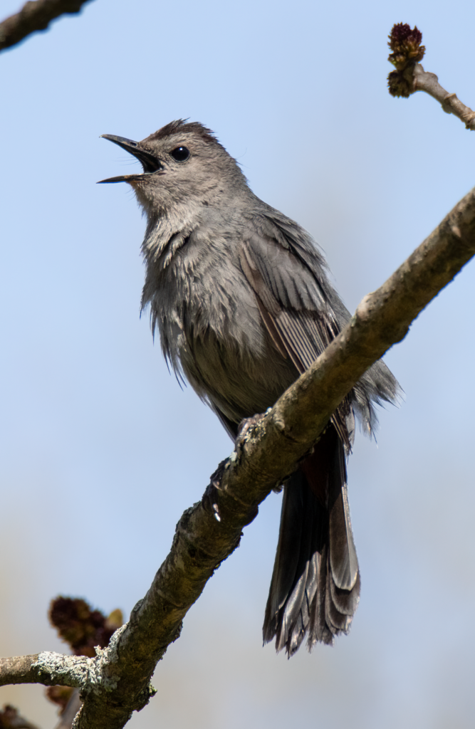 Gray Catbird Great Bird Pics