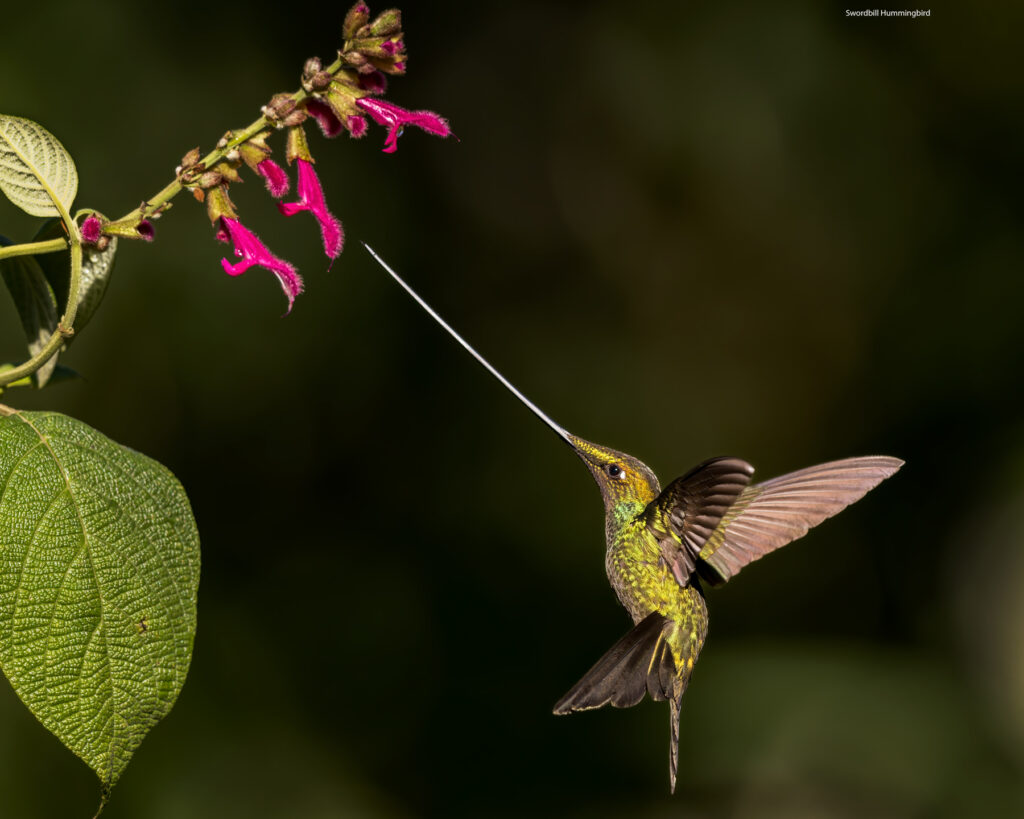 A difficult bird to compose well | Great Bird Pics
