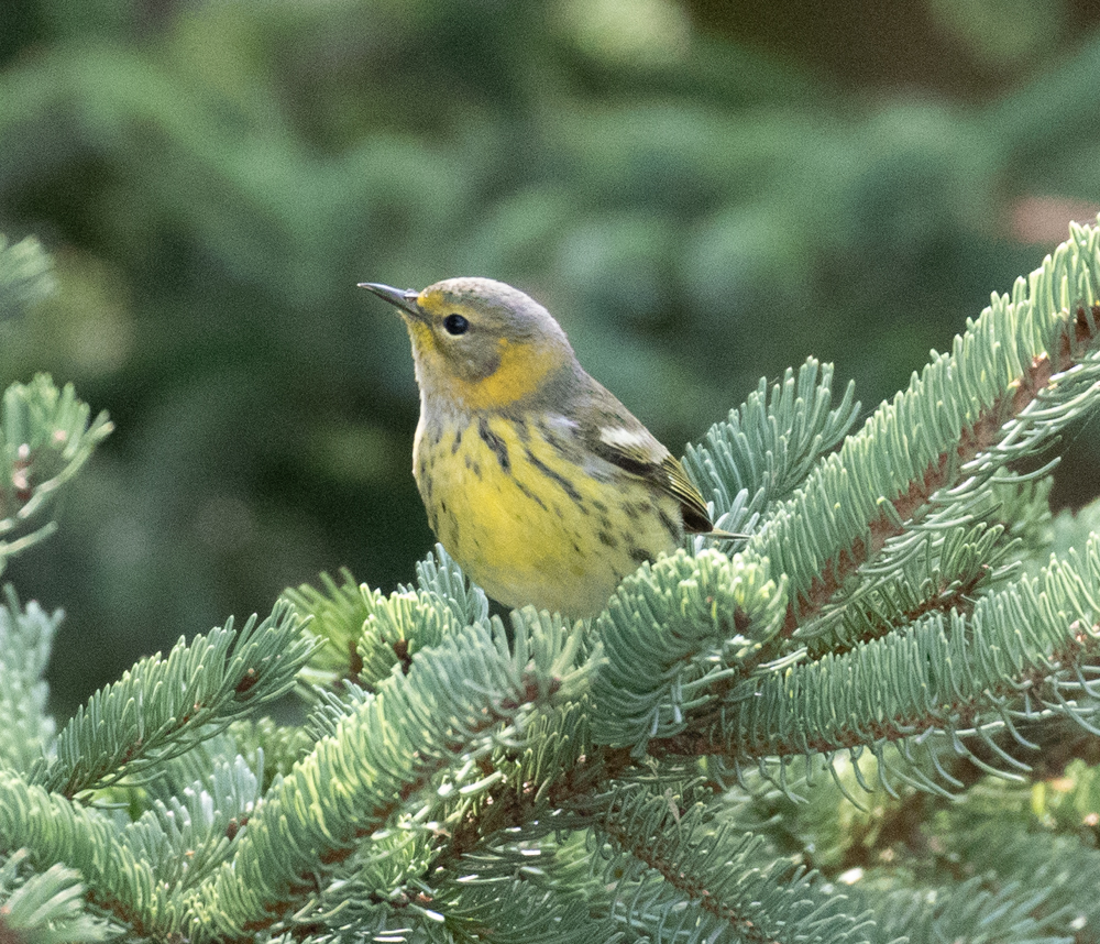Am i posing for a photo or paused while foraging great bird pics