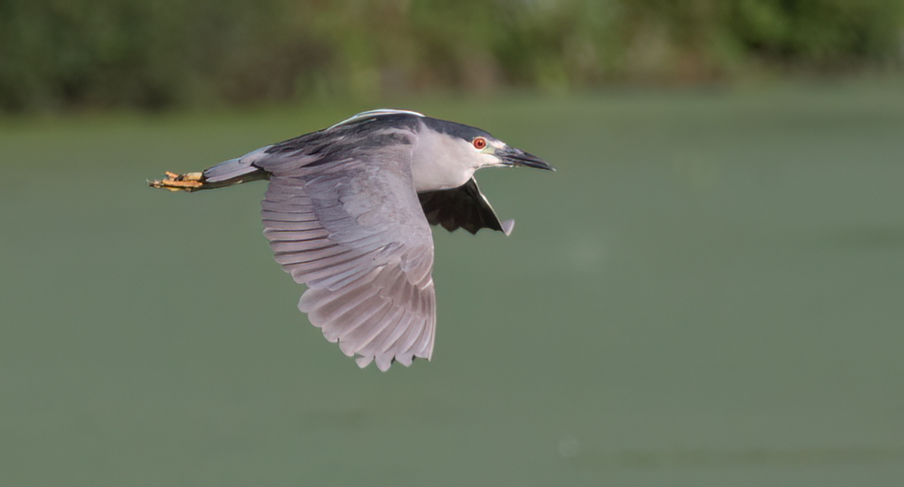 Flying along the marsh great bird pics