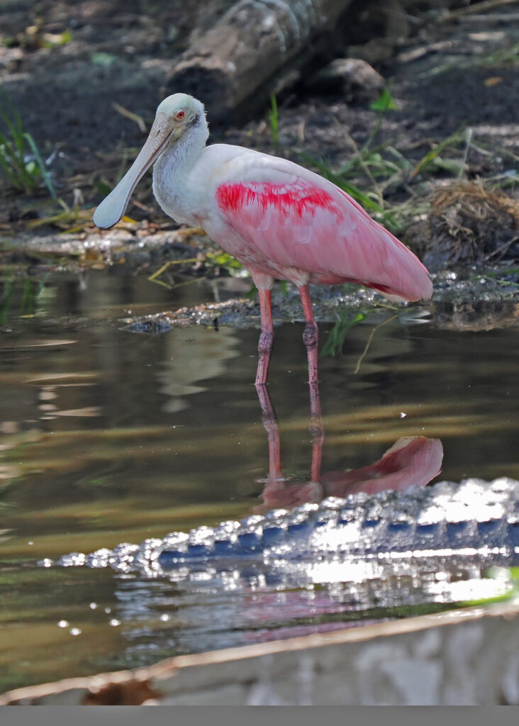 Roseate Spoonbill | Great Bird Pics