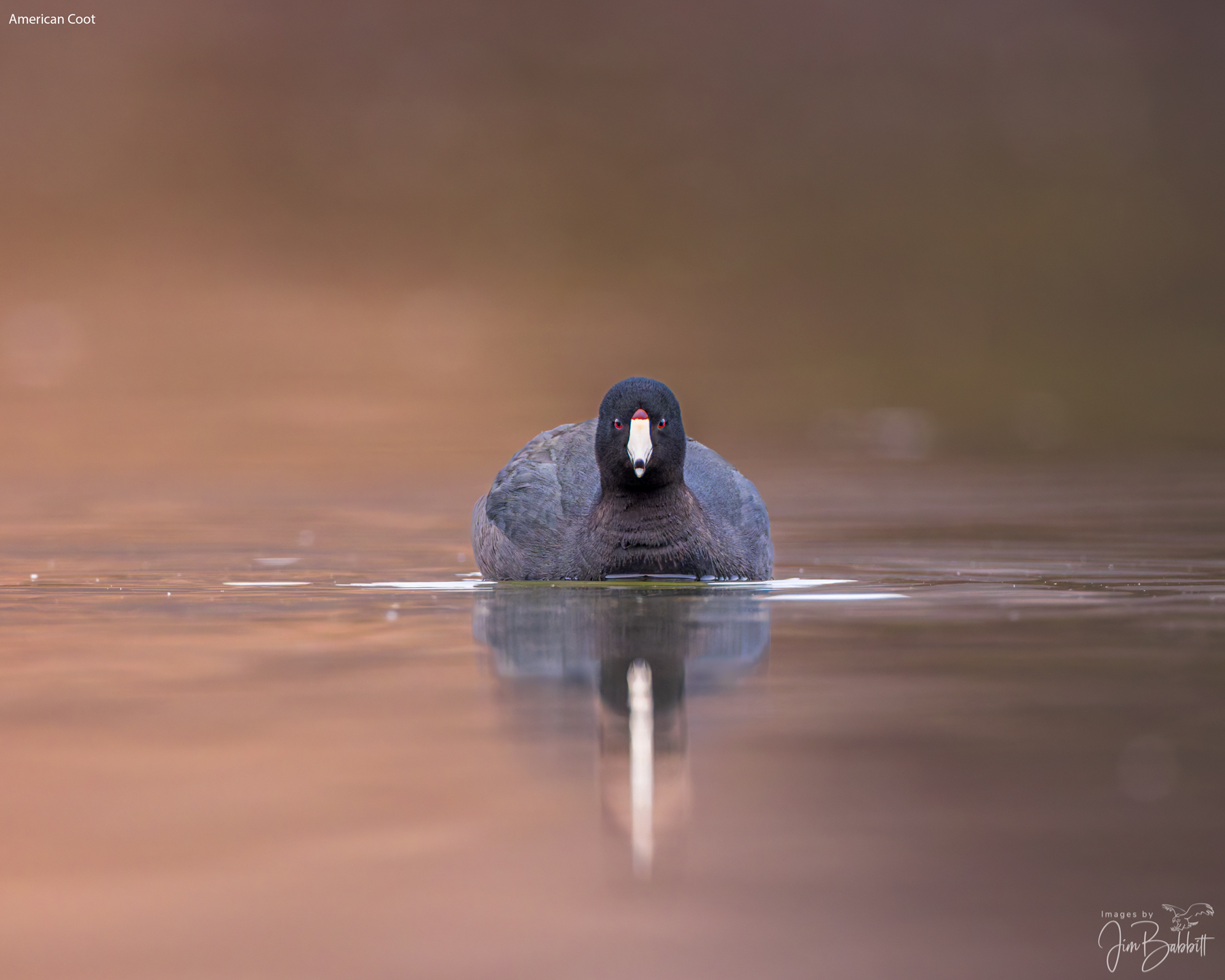 Why do I keep taking images of the same bird? | Great Bird Pics