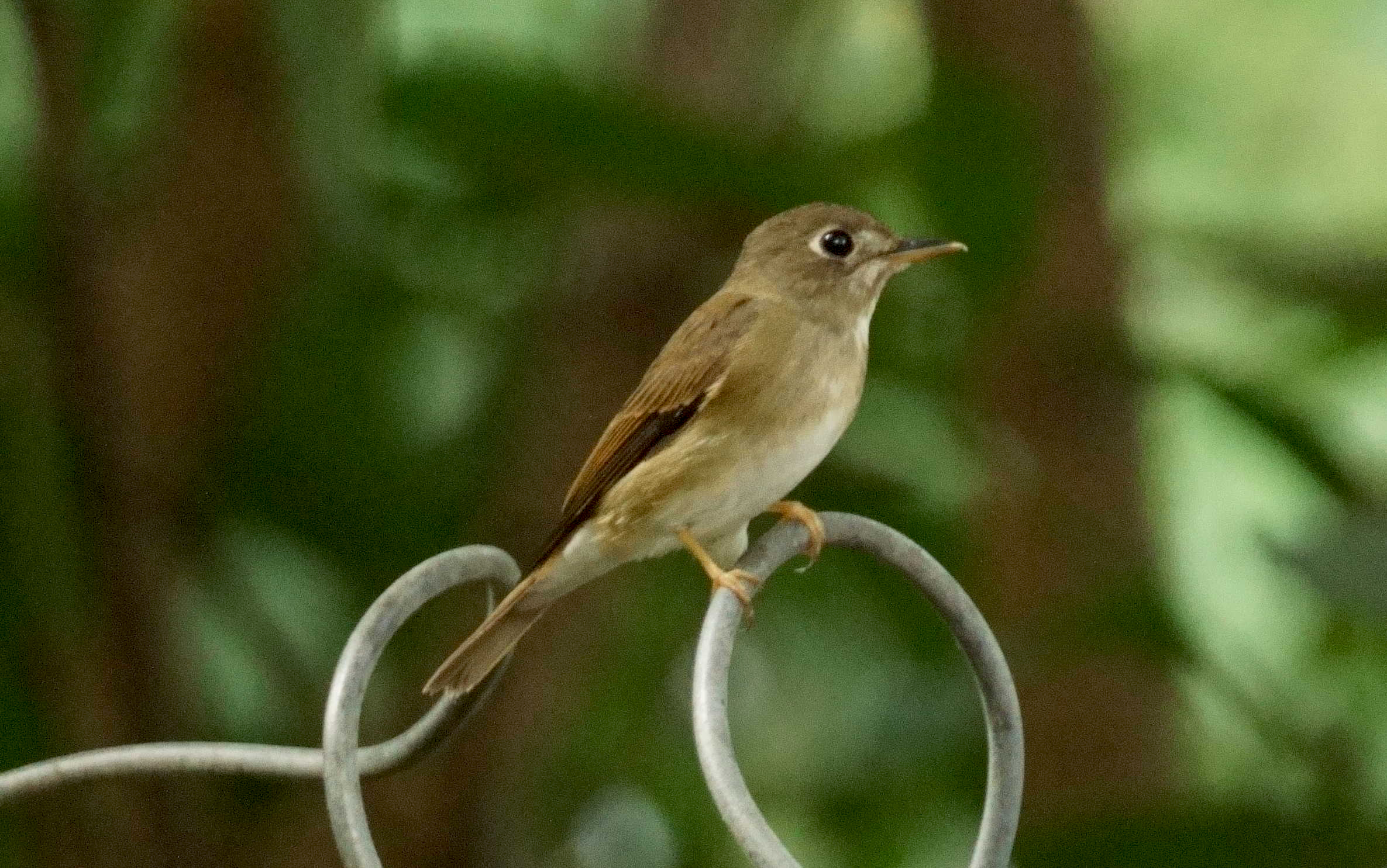 Curvatures and Wide Eyes – Great Bird Pics